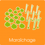 maraichage