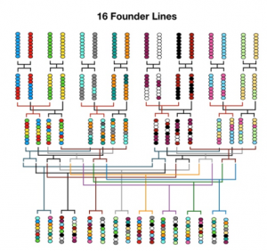 founder lines and crossing scheme