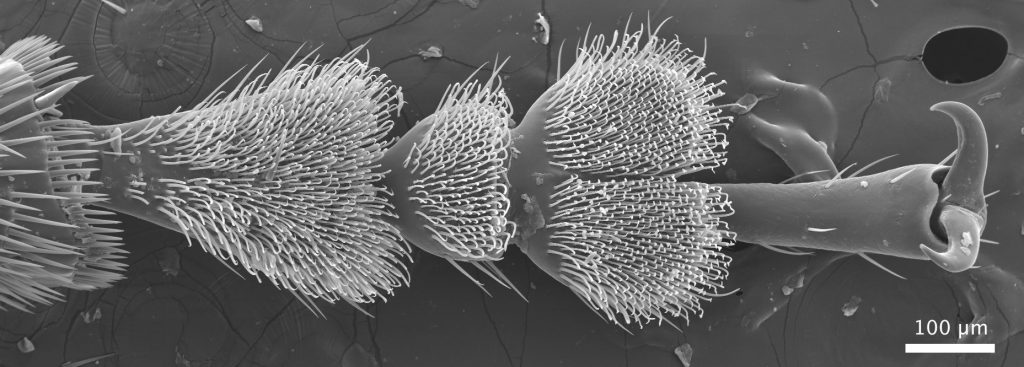 The leg of a dock beetle is covered with hundreds of slender micrometric structures called setae.