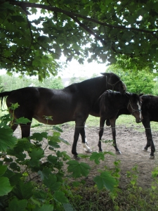 Les chevaux pâturant en présence d'érables à l'automne et au printemps sont particulièrement à risque