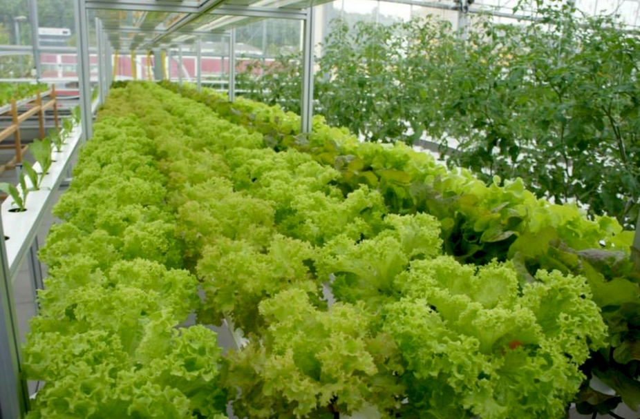 Culture de légumes dans l’une des fermes urbaines gérées par Urban Farmers. Compte Facebook Urban Farmers